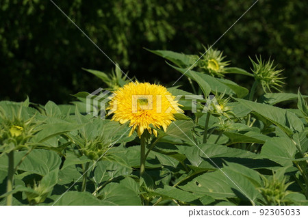 夏天花向日葵 夏天花向日葵 92305033