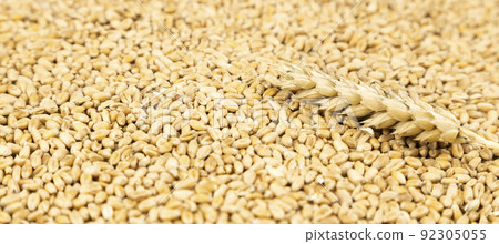 An ear of wheat on wheat grains. Wheat grain texture 92305055