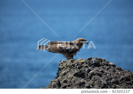 [Echizen Town, Fukui Prefecture, July] Blue Sea of Japan and Tobi along the Echizen coast 92305237