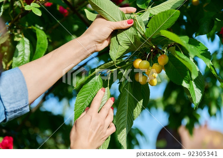 Close-up of a womans hand touching ripe yellow cherries on tree 92305341