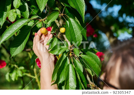 Close-up of a womans hand touching ripe yellow cherries on tree 92305347
