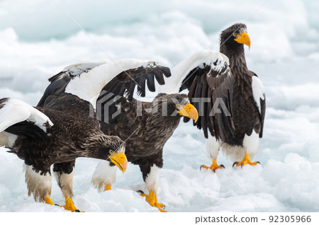 知床冬天 92305966