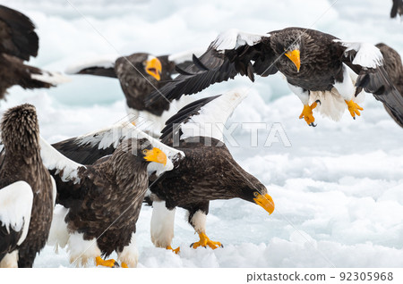 知床冬天 92305968