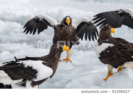 Shiretoko winter Shiretoko winter 92306027