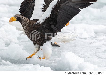 知床冬天 92306053