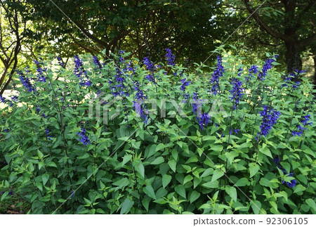 Flowers of Salvia Galanica Flowers of Salvia Galanica 92306105