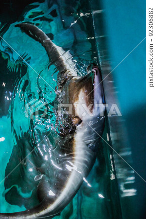 Cramp fish looking out of blue water in aquarium. Stingray swimming under blue water and jumping out of water Cramp fish looking out of blue water in aquarium. Stingray swimming under blue water and jumping out of water 92306882