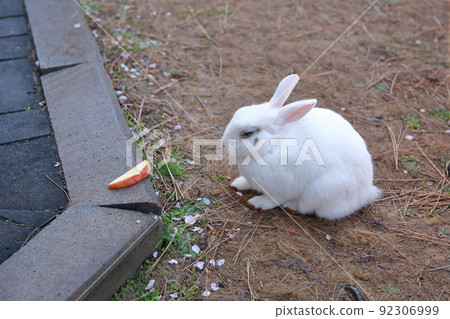 公園裡野外的兔子 公園裡野外的兔子 92306999