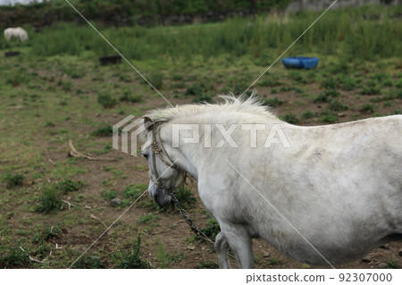 A horse I met while walking in the park 92307000