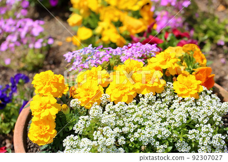 Marigold flower Marigold flower 92307027