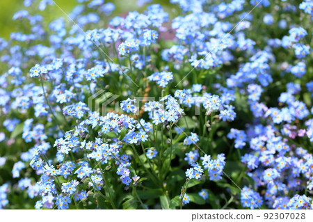 Forget-me-not flowers 92307028