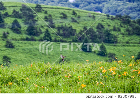 來馬山天空公園滑雪場的日光木菅和鳳紅 來馬山天空公園滑雪場的日光木菅和鳳紅 92307983