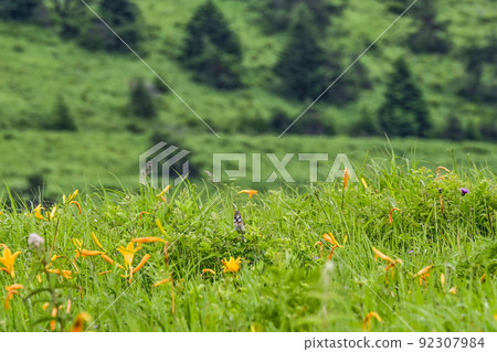 來馬山天空公園滑雪場的日光木菅和鳳紅 來馬山天空公園滑雪場的日光木菅和鳳紅 92307984