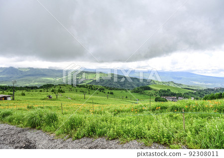 Nikko Kisuge blooming at Kurumayama Sky Park ski resort Nikko Kisuge blooming at Kurumayama Sky Park ski resort 92308011