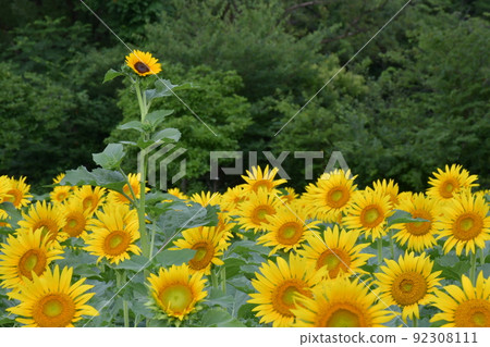 The eldest of the sunflower brothers? The eldest of the sunflower brothers? 92308111