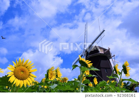 A collaboration of blue sky, windmills and sunflowers A collaboration of blue sky, windmills and sunflowers 92308161