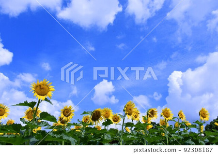 Sunflowers lined up like children Sunflowers lined up like children 92308187