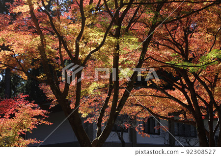 Oguni Shrine in late autumn Oguni Shrine in late autumn 92308527