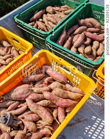 sweet potato 92309138