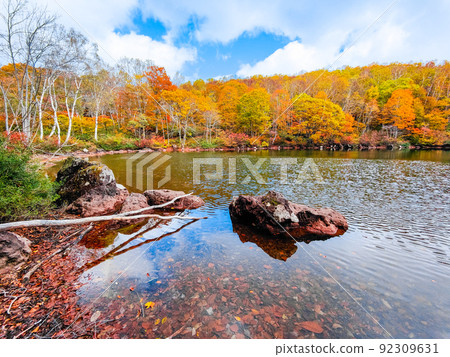 Autumn leaves of Sennin Pond (Sasagamine Plateau) 92309631