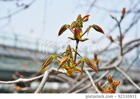 Aesculus turbinata 新芽(春季,四月) Aesculus turbinata 新芽(春季,四月) 92310931