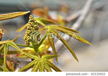 Aesculus turbinata sprout (spring, April) 92310932