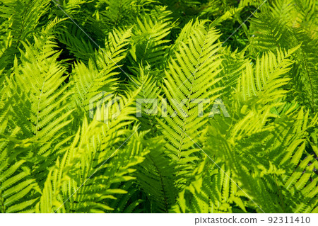 蕨類植物 Okushima Lakeside Seseragi Park 新鮮的綠色季節 92311410