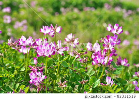 Astragalus flowers blooming in spring paddy fields (spring, April) 92311519
