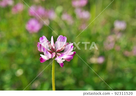 Astragalus flowers blooming in spring paddy fields (spring, April) 92311520