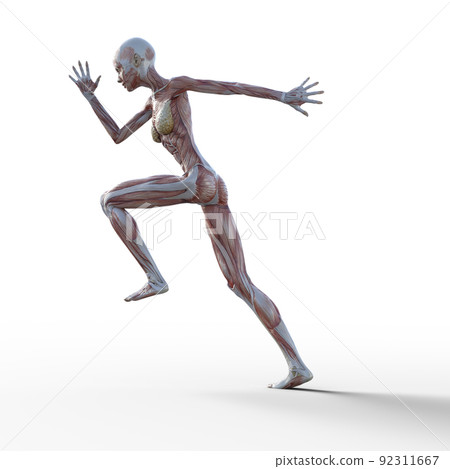 肌肉標本女性全身燙髮3DCG插圖素材 肌肉標本女性全身燙髮3DCG插圖素材 92311667