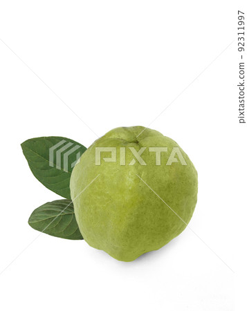 Guava fruit isolated on white background. Guava fruit isolated on white background. 92311997