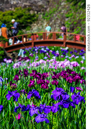 大村公園的鳶尾花[長崎縣大村市] 92312426