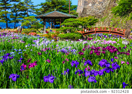 大村公園的鳶尾花[長崎縣大村市] 92312428