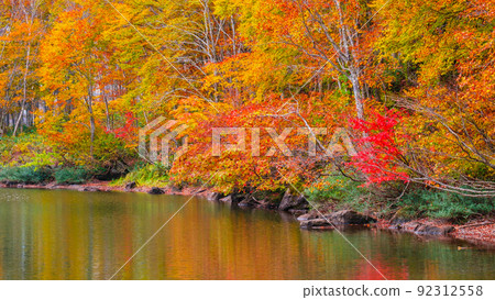 Autumn leaves of Sennin Pond (Sasagamine Plateau) 92312558