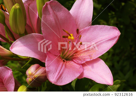 美麗的粉紅色百合花 92312616