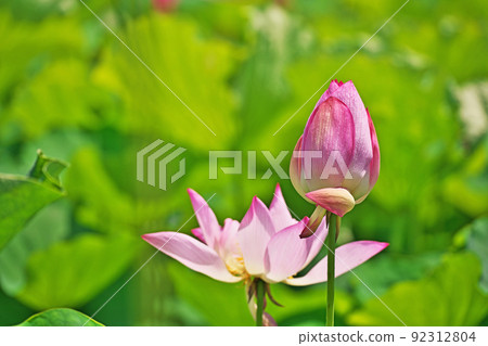 粉紅色的麻煩花(夏季,七月) 粉紅色的麻煩花(夏季,七月) 92312804