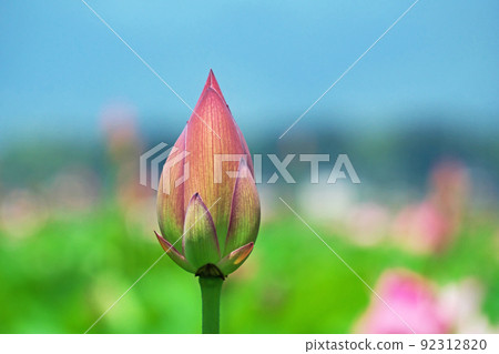 哈斯芽（夏季，七月） 92312820