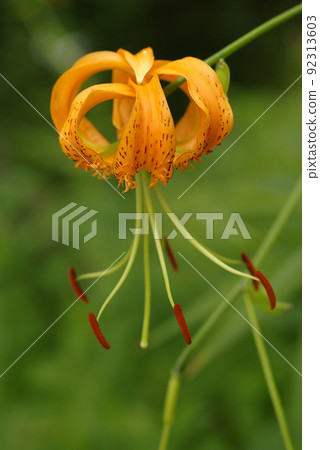 虎百合美麗的橙花 92313603