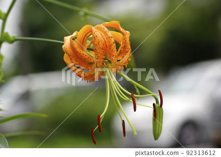 虎百合美麗的橙花 92313612