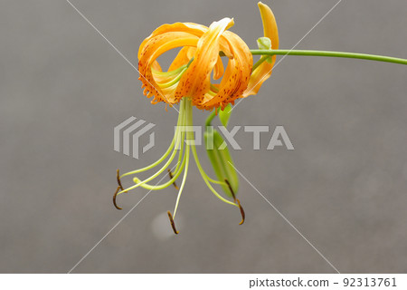 虎百合美麗的橙花 虎百合美麗的橙花 92313761
