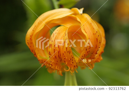Beautiful orange blossoms of tiger lily 92313762