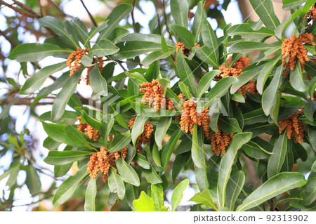 Brown bayberry flower 92313902