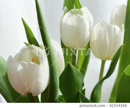 Bouquet of white tulips, beautiful flowers concept 92314268