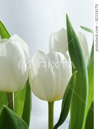 Bouquet of white tulips, beautiful flowers concept 92314278