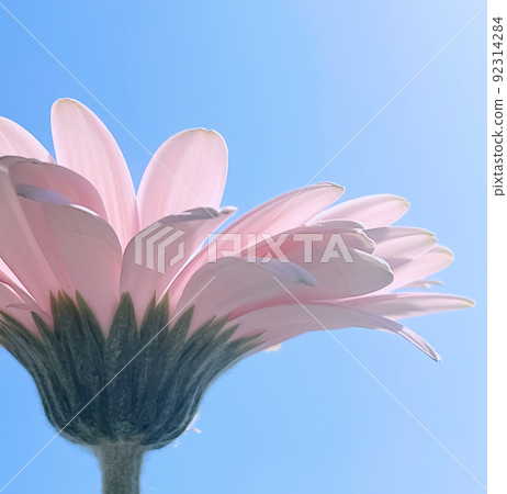 Pink gerbera daisy flower and sunny sky, spring nature concept 92314284