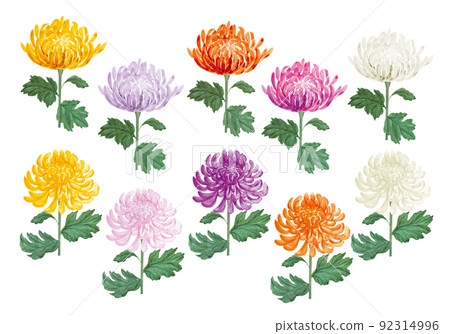 Handwritten illustrations of Japanese chrysanthemums in various colors 92314996