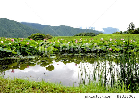 Lotus flower Ancient lotus landscape 92315063
