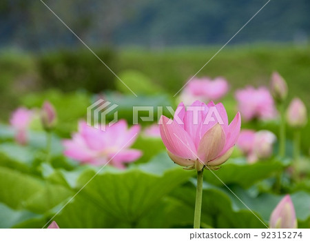Lotus flower ancient lotus 92315274