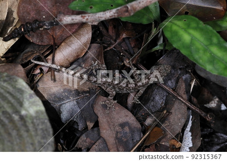生物、爬行動物、施萊格爾壁虎，石垣島六月。在公園森林的地面上移動 92315367