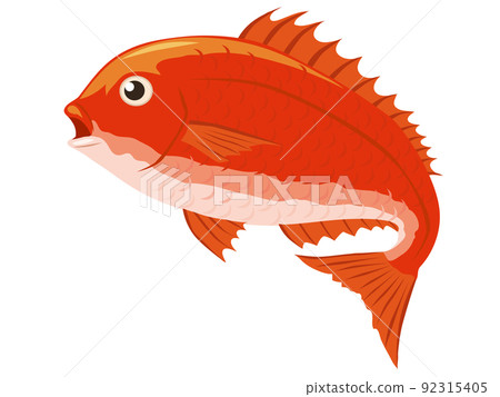 Red snapper - Stock Illustration [92315405] - PIXTA